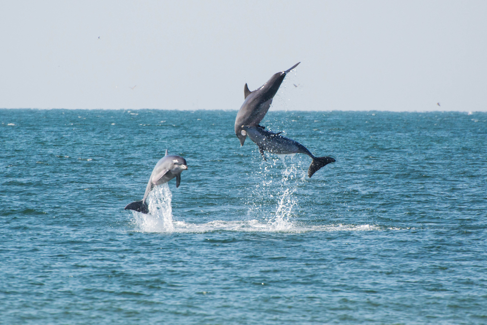 Dolphin-Tours-with-Odyssey-Cruises